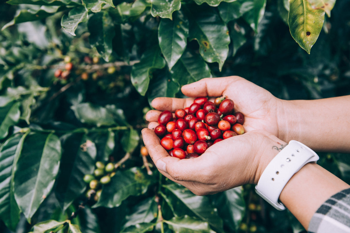 Why Colombian Coffee is World-Renowned